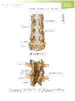 Sobotta  Atlas of Human Anatomy  Trunk, Viscera,Lower Limb Volume2 2006, page 30